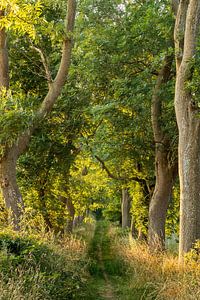 Allee der Bäume auf Rügen, Deutschland