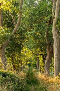 Avenue of trees on Rügen, Germany by Adelheid Smitt