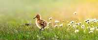 Young godwit