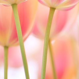 Hollandse roze tulpen van Cocky Anderson