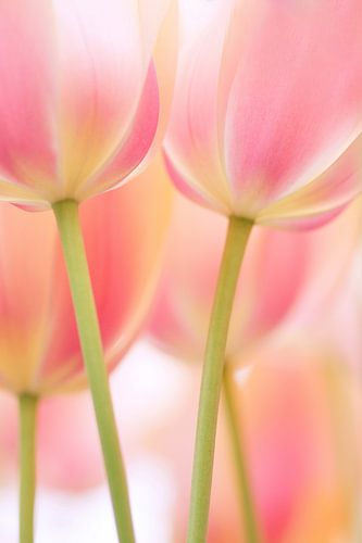 Hollandse roze tulpen