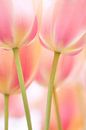 Niederländische Tulpen (Zusammenfassung) von Cocky Anderson Miniaturansicht