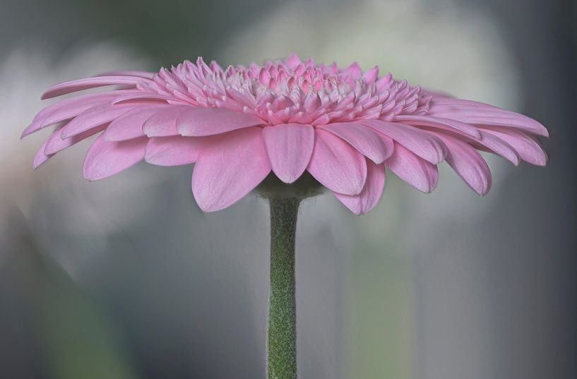 La magie du gerbera par Peter Bartelings
