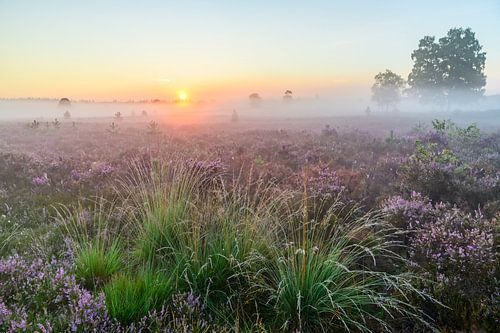 Zonsopgang boven een heidelandschap