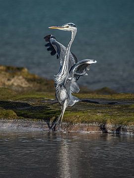 Dansende reiger in een plas water van Harrie Muis