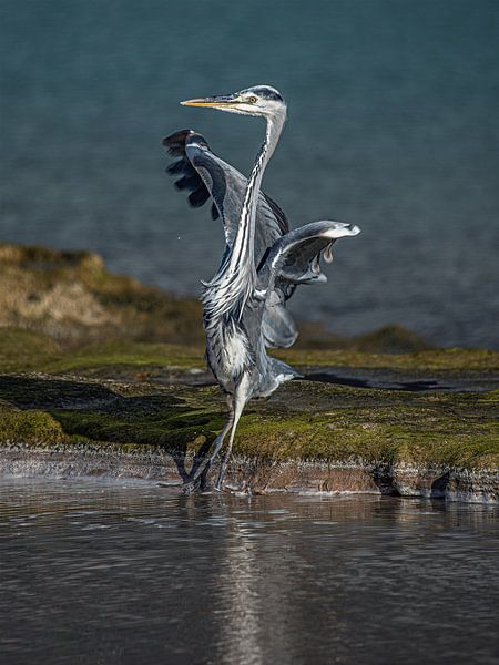 Dancing heron in a pool of water by Harrie Muis