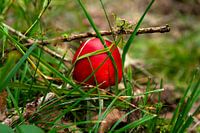 Fly agaric clogged