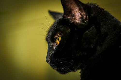 Zwarte kat met groene ogen