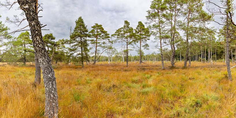 Broom heather in autumn by Walter G. Allgöwer