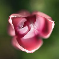 Tulp