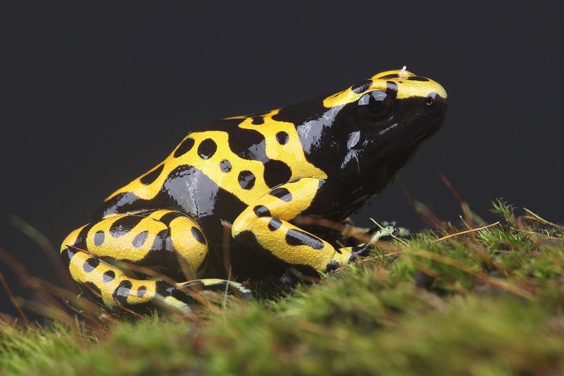 Bienengiftfrosch (Dendrobates leucomelas) von Ronald Pol