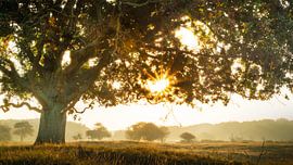 Golden Awakening - Amsterdamse Waterleidingduinen