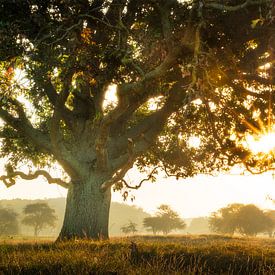 Golden Awakening – Amsterdamse Waterleidingduinen by Steffon Reid