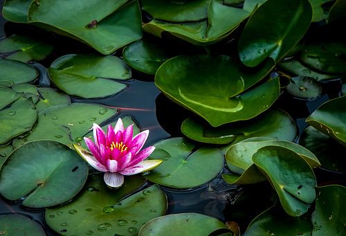 Lelie in bloei van Jaap Mulder