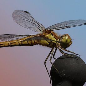 Brown red Heidelibel by Marco Geel