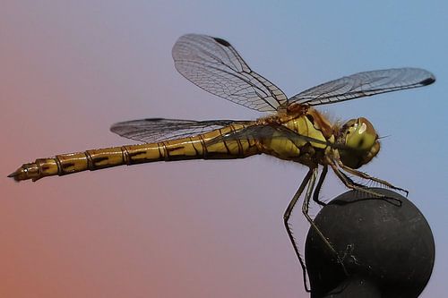 Libellule rouge brunâtre