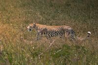 Léopard marchant dans les hautes herbes – Serengeti, Tanzanie