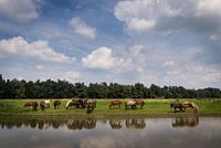 Paarden op de Groesplaat