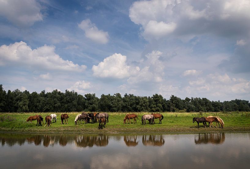 Paarden op de Groesplaat von Jaap Tempelman