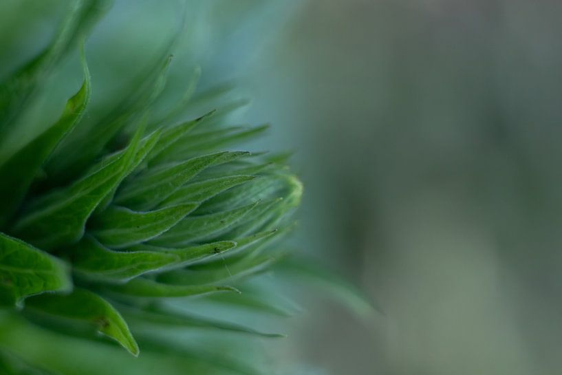 artistic botanical fine art by Karijn | Fine art Natuur en Reis Fotografie