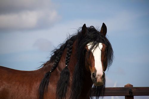 Tinker-Hengst auf der Wiese