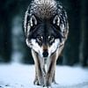 Wolf Walking Through Fresh Snow by Transmutation Art