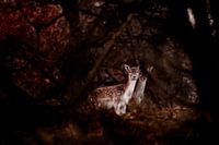 Un cerf au matin, les Pays-Bas.