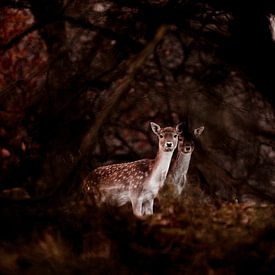 Un cerf au matin, les Pays-Bas. sur Michiel de Bruin