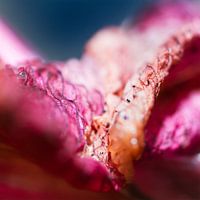 flower attraction