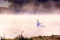 Schwäne im Nebel von Hielke Roelevink Miniaturansicht