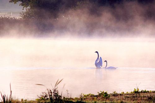 Swans in the fog