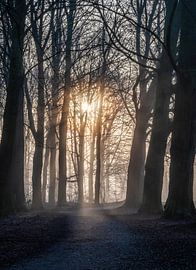 Hemmensebos Teil 43 von Tania Perneel