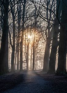 Hemmensebos Teil 43