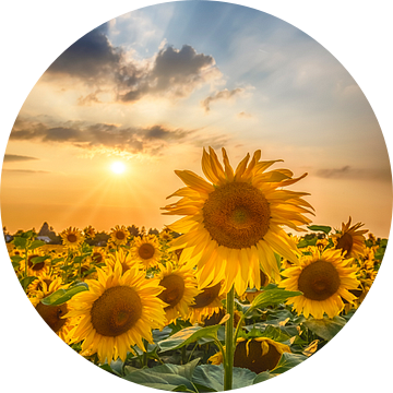Zonnebloemen in de zonsondergang van Melanie Viola