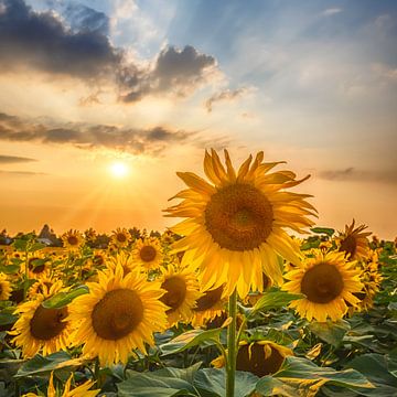 Zonnebloemen in de zonsondergang