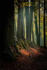 Licht auf dem Boden von Marc Houter