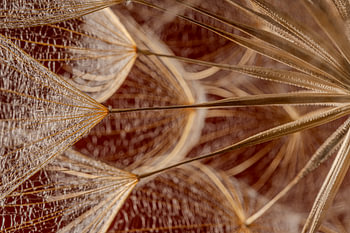 Une sérénité naturelle et chaleureuse - Des lignes naturelles rehaussées d'un éclat doré
