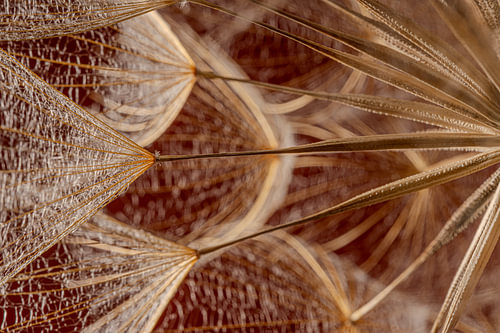Warme natuurlijke rust - Natuurlijk lijnenspel met een gouden gloed