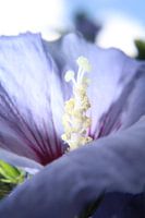 Bloem