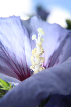 Fleur