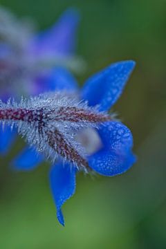 Blauwe Borage met Ochtenddauw van Iris Holzer Richardson