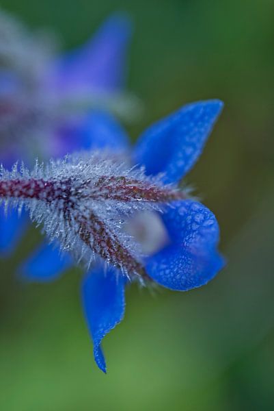 Blauer Borretsch mit Morgentau von Iris Holzer Richardson