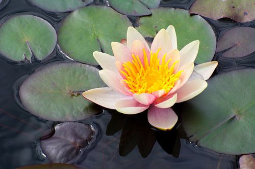 Waterlelie in de tuinvijver