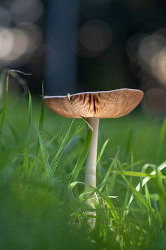 champignon