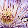 Macro clematis - flowers, nature photography by Dana Schoenmaker