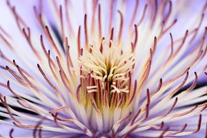 Macro clematis - bloemen, natuurfotografie van Dana Schoenmaker