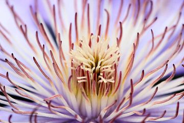 Makro Clematis - Blumen, Naturfotografie von Dana Schoenmaker