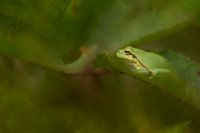 Laubfrosch in den Niederlanden