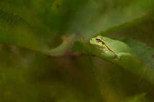 Grenouille arboricole aux Pays-Bas