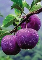 Lila Paradies: Lebendige Äpfel im Regen